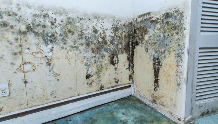 florida mold inspection